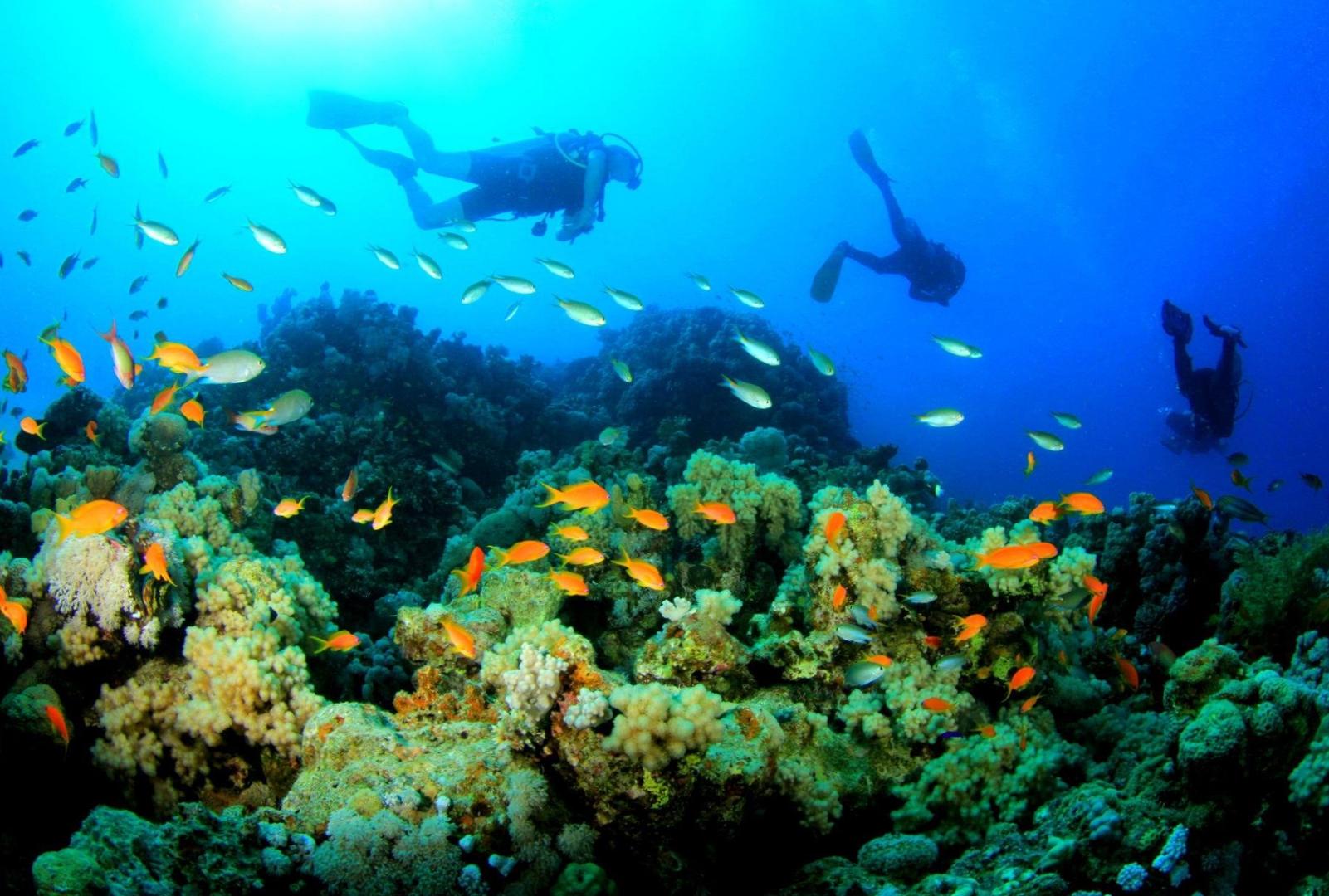Captivating Marine Life at Diving Zanzibar