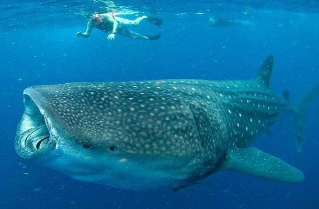 Captivating Whale Sharks: An Underwater Adventure