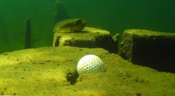 Diving for Golf Balls: Exploring the Underwater Treasures