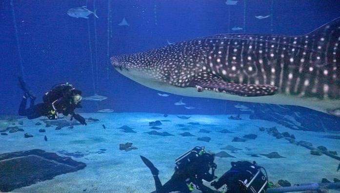 Diving with Magnificent Whale Sharks: Dive into Wonder