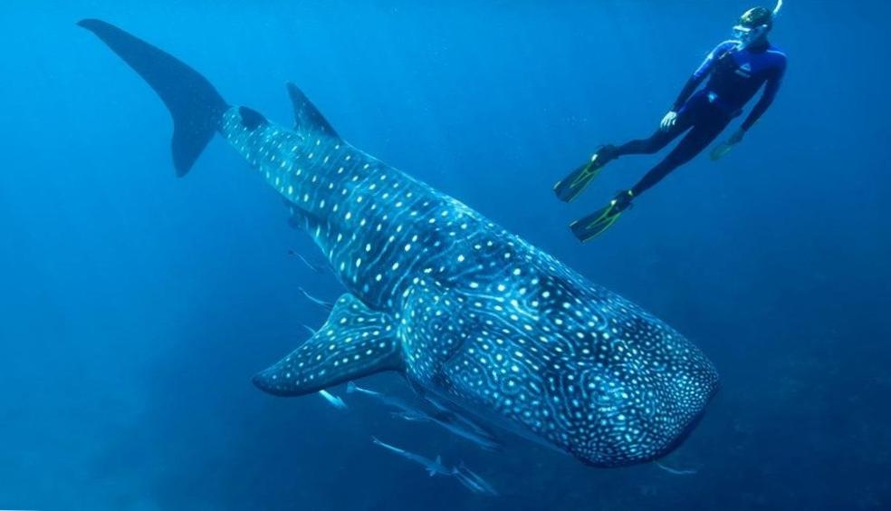 Exploring the World of Whale Sharks: Mesmerizing Encounters