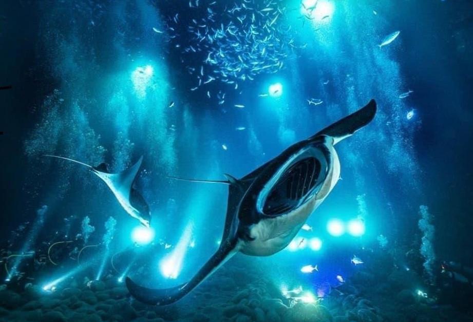 Manta Ray Diving: A Spectacular Underwater Encounter
