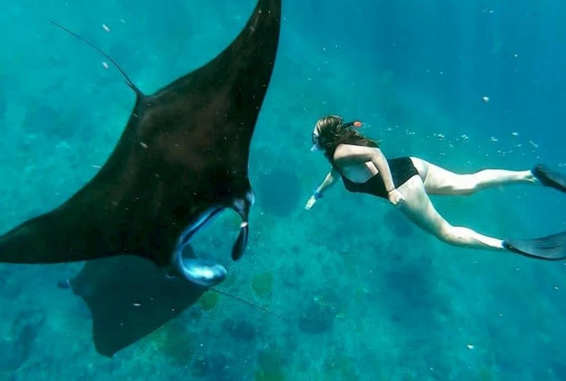 Swimming with Gentle Giants - Manta Ray Diving