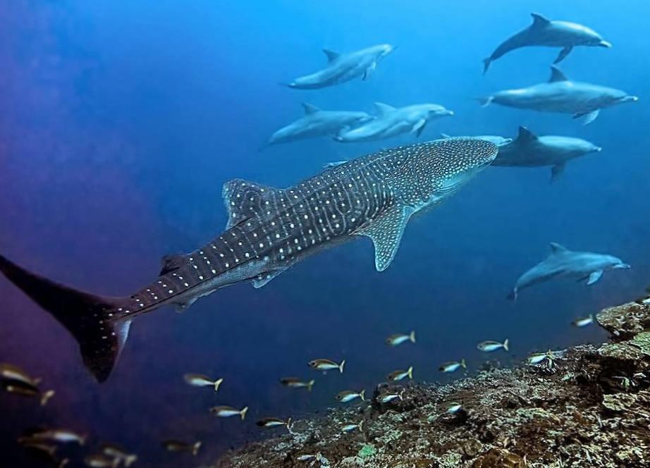 Unforgettable Dives in Nusa Penida: A Visual Delight