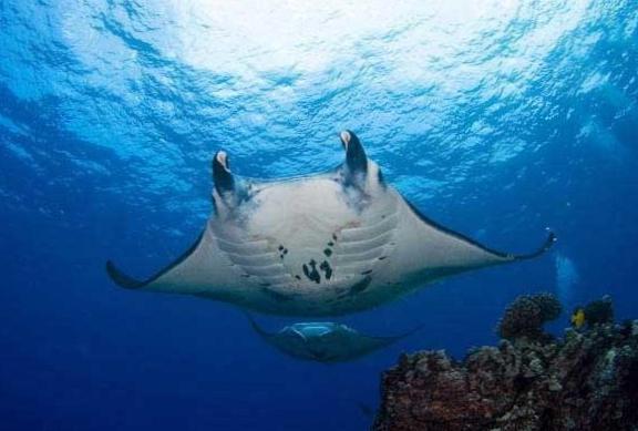 Unforgettable Diving Adventure with Manta Rays