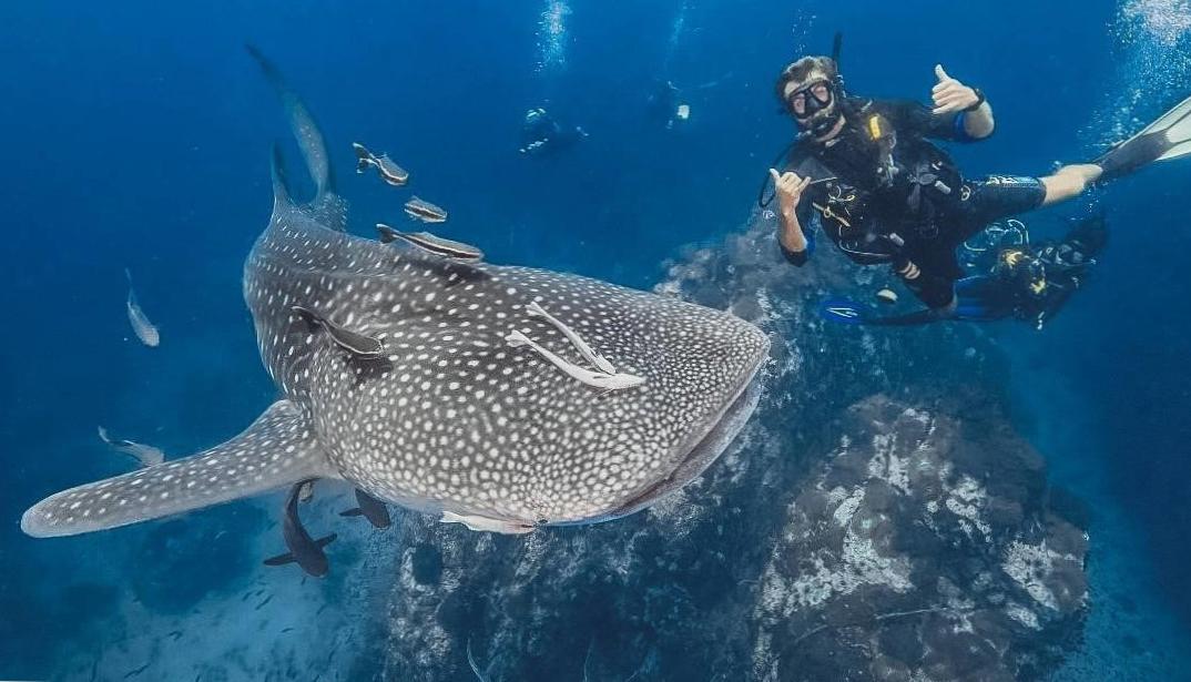 Unforgettable Whale Shark Dives: Swim with Graceful Giants