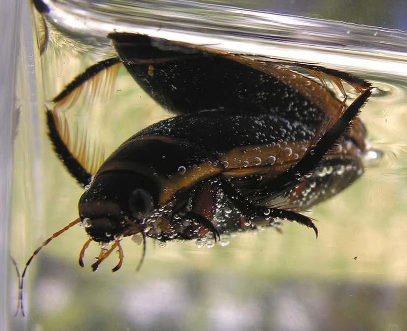  Can Diving Beetles Bite? Discover the Fascinating World of Aquatic Insects! 