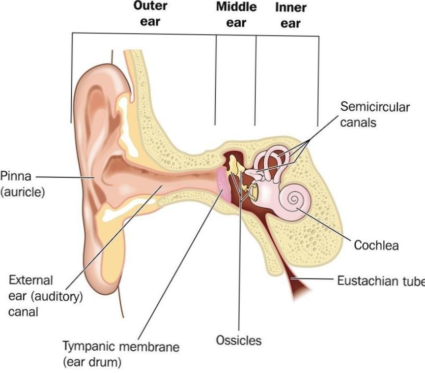  Can Diving Damage Your Ears? Essential Information 