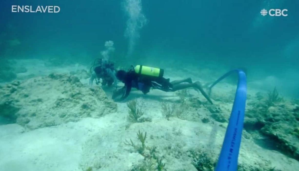  Coral Restoration: Rebuilding Fragile Reefs Through Purposeful Diving 