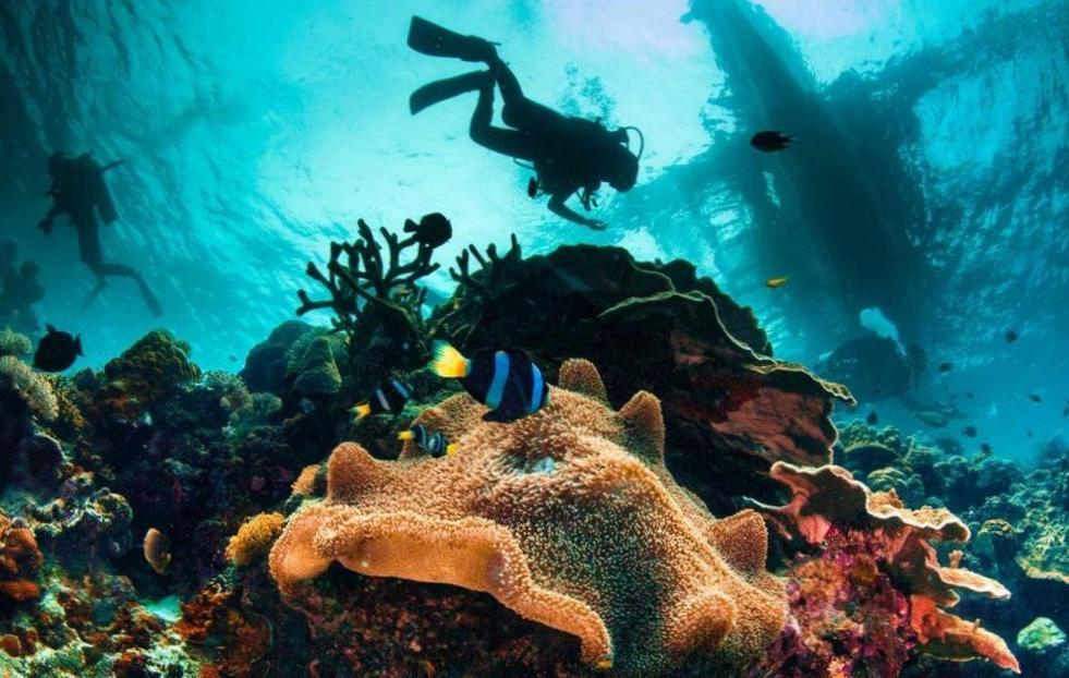  Discover the wonders of underwater life in Abu Dhabi 