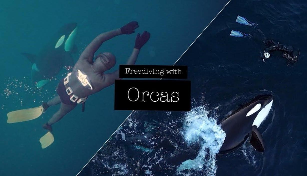  Dive into Adventure: Orcas Swimming in the Wild 