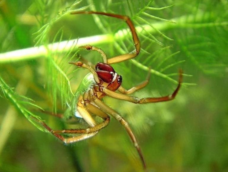 Diving Bell Spider: A Master of Adaptive Aquatic Life! 