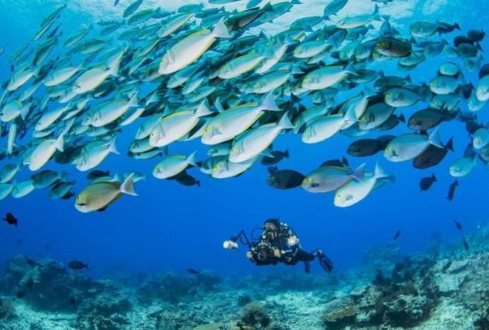  Diving Elucidated: Safest Depths for Unforgettable Underwater Exploration 