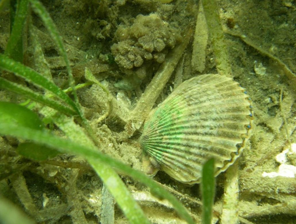  Diving for Scallops: A Fascinating Underwater Adventure 