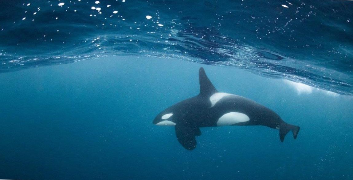  Diving with Orcas: Majestic Creatures of the Sea 