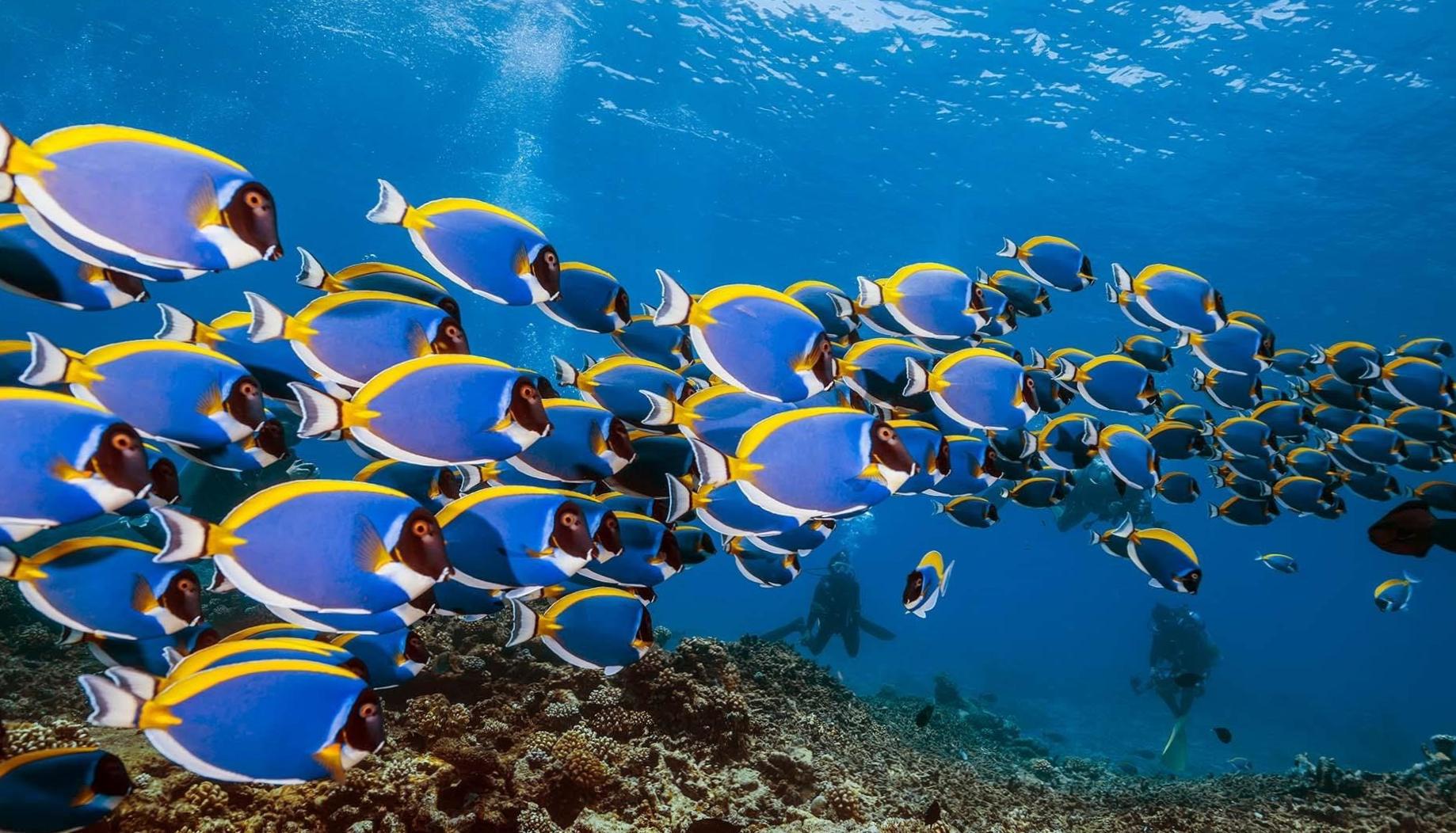  Embark on a Diving Adventure in the Enchanting Maldives 