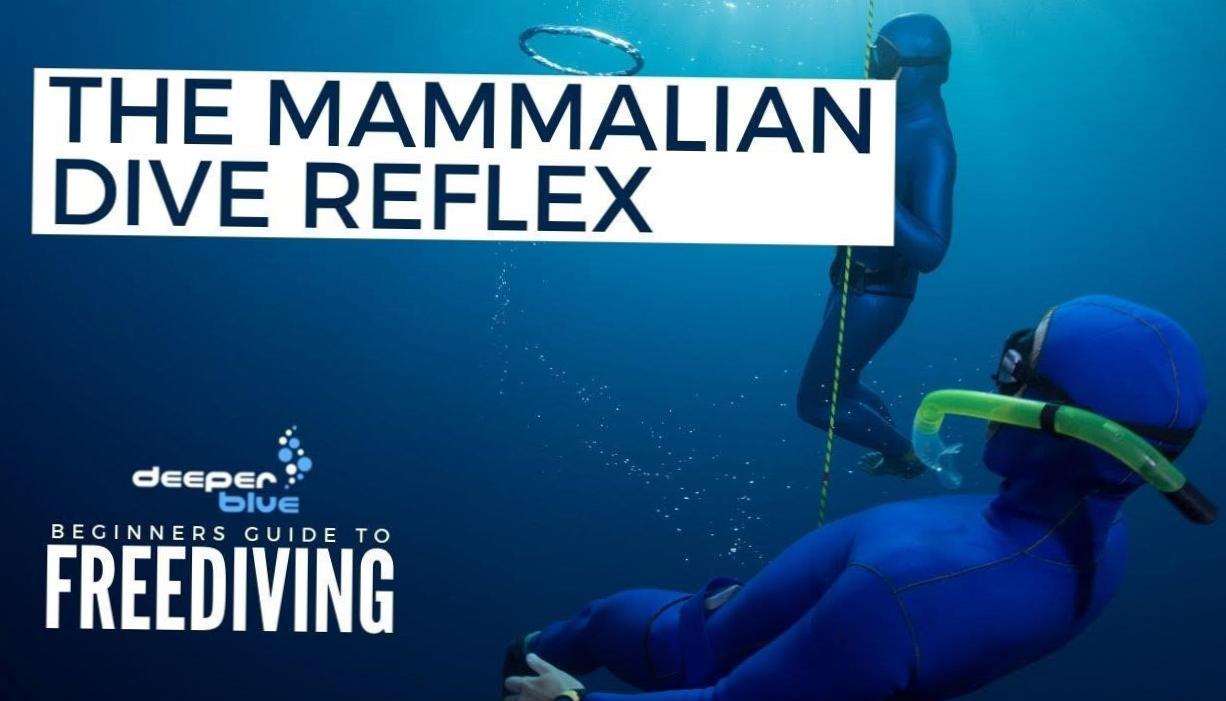  Exploring Divers Reflex: How the Body Responds to Underwater Immersion 