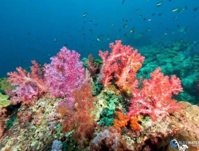  Exploring the Vibrant Coral Reefs in Thailand 
