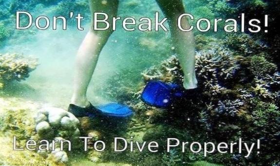  Learn the Basics of Diving Properly 