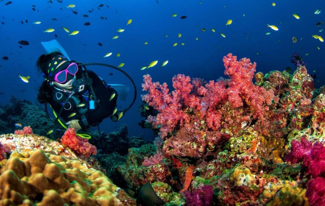 Serenity Below: Captivating Diving Scenes in Fujairah, UAE 