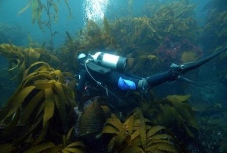  The Art of Diving: Exploring Abalone on the Ocean Floor 