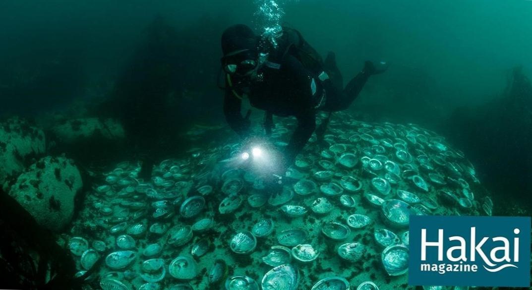  The Hidden Treasures of Abalone Hunting 