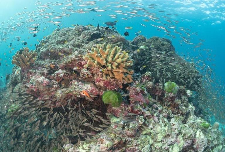  Uncover Underwater Wonders on Similan Islands Dive Safari 