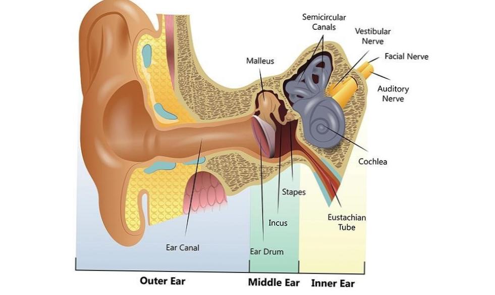  Understanding Barotrauma: Ear Injuries While Diving 