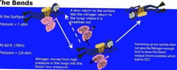  Understanding the Physiology of Diving Nitrogen Sickness 