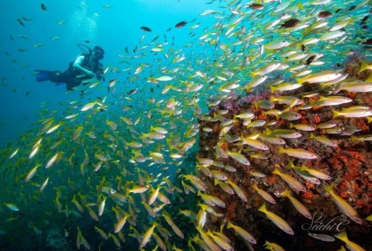  Underwater Paradise of Phuket's Dive Sites 