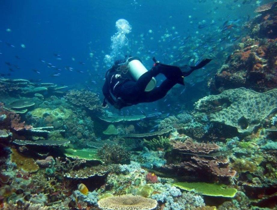  Underwater Photography: Capturing Jakarta's Diving Delights 