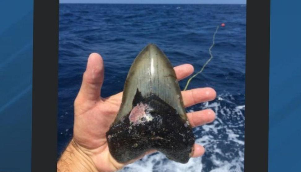  Unearthing Megalodon Teeth: A Dive into Prehistoric Treasures 