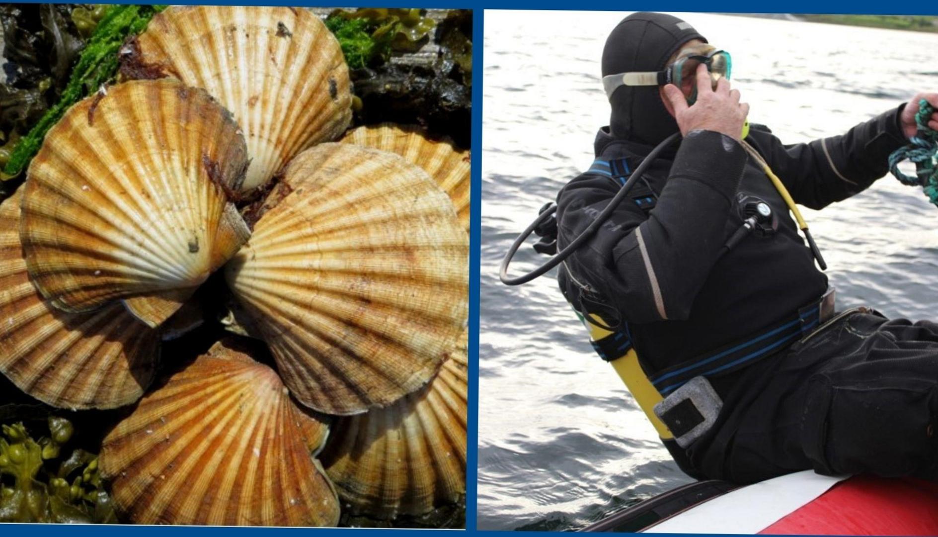  Unleashing the Bounty: Adventurous Scalloping Excursions 