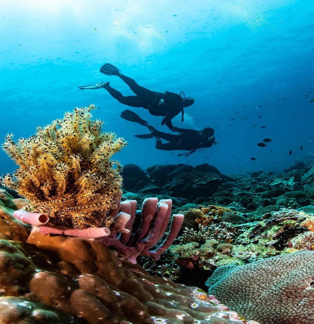  Witness the beauty of Nusa Lembongan's marine biodiversity 